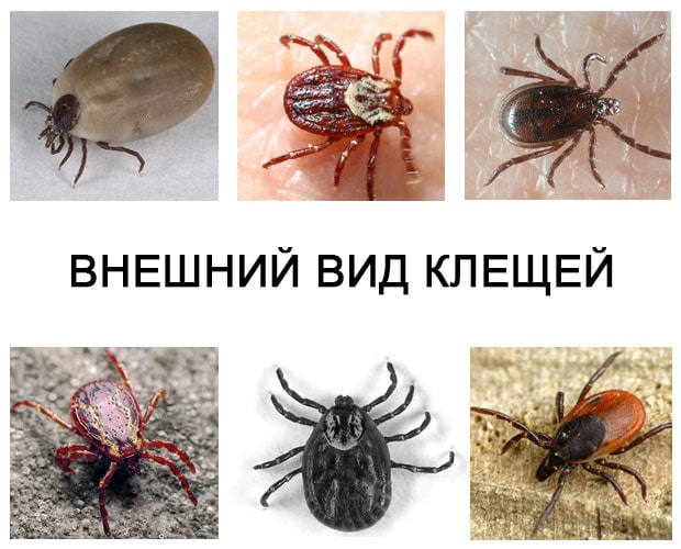 На фото описан внешний вид клещей